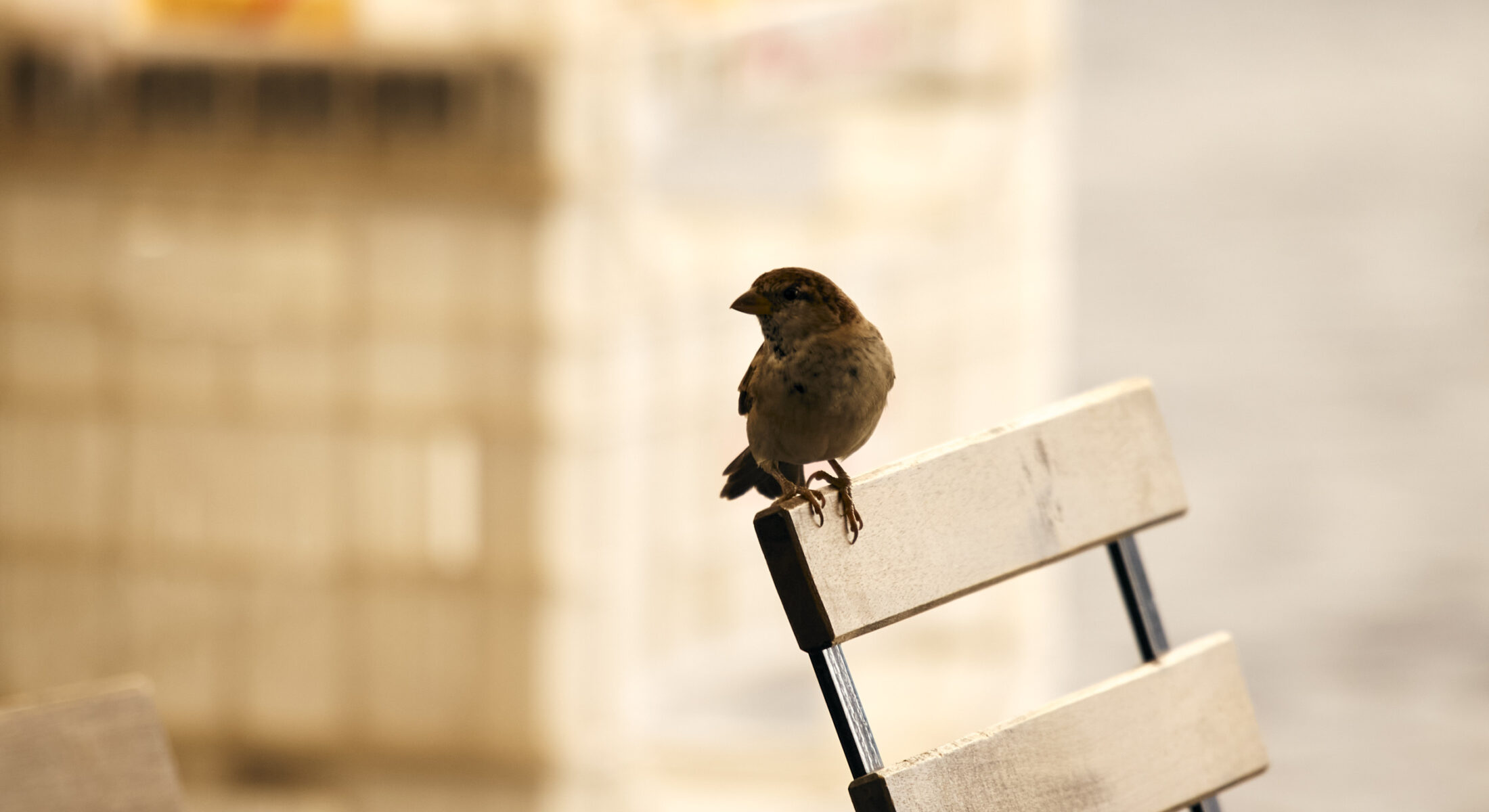 Palazzo delle Pietre slide_5